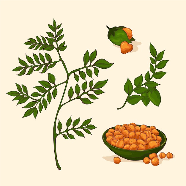 Бесплатное векторное изображение Нарисованные от руки бобы нута и иллюстрация растений