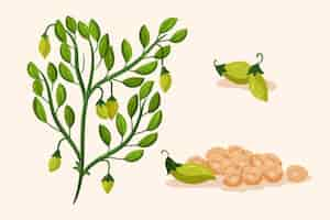 Free vector hand drawn chickpea beans and plant illustration