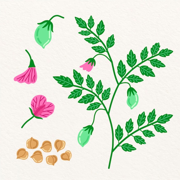 手描きひよこ豆豆と植物のイラスト