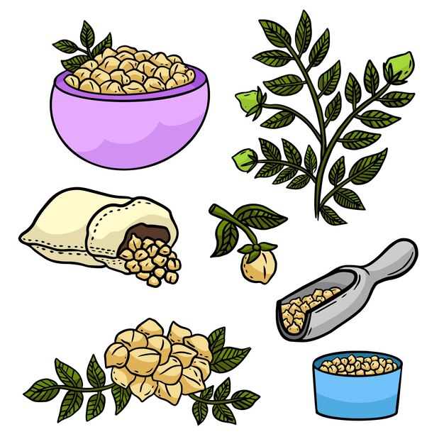 Free vector hand-drawn chickpea beans and plant illustration