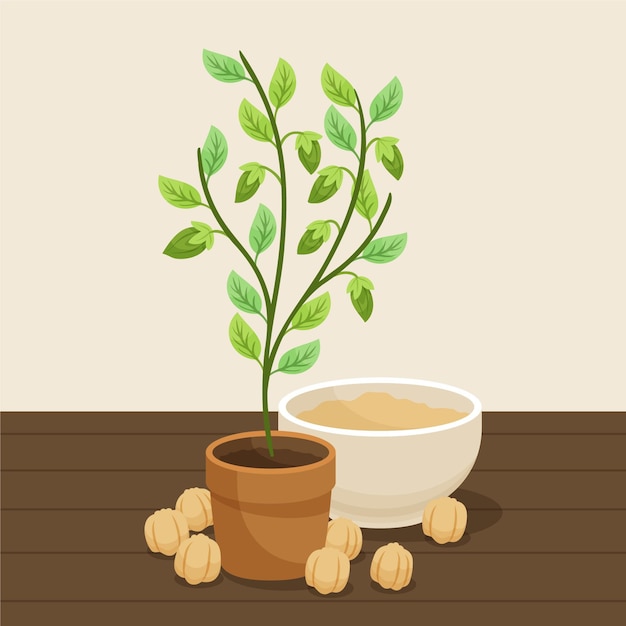 Free vector hand-drawn chickpea beans and plant illustration