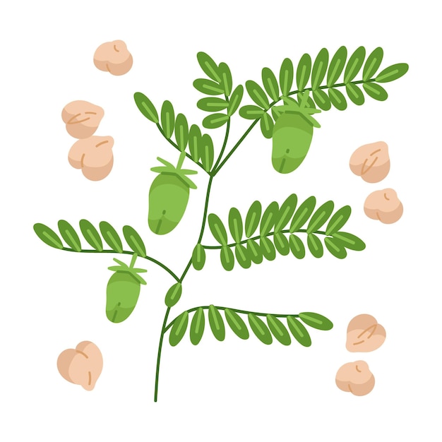 Free vector hand-drawn chickpea beans and plant illustration