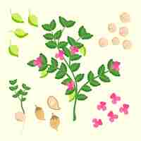 Free vector hand-drawn chickpea beans and plant illustration