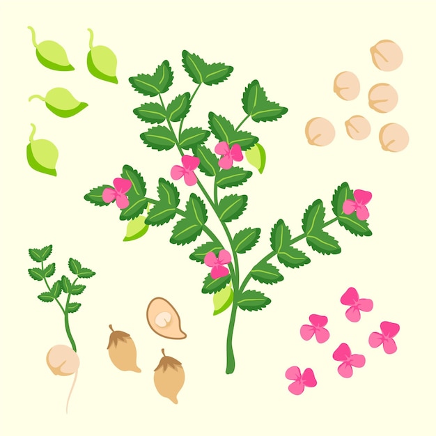 손으로 그린 chickpea 콩 및 식물 그림