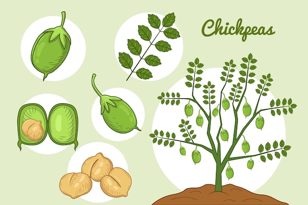 Hand drawn chickpea beans and plant