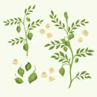 Free vector hand drawn chickpea beans and plants