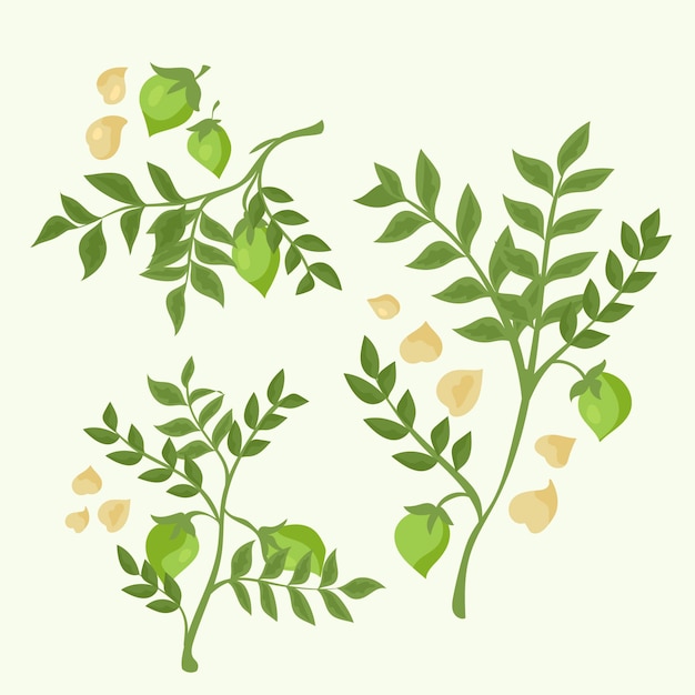 Free vector hand drawn chickpea beans and plants
