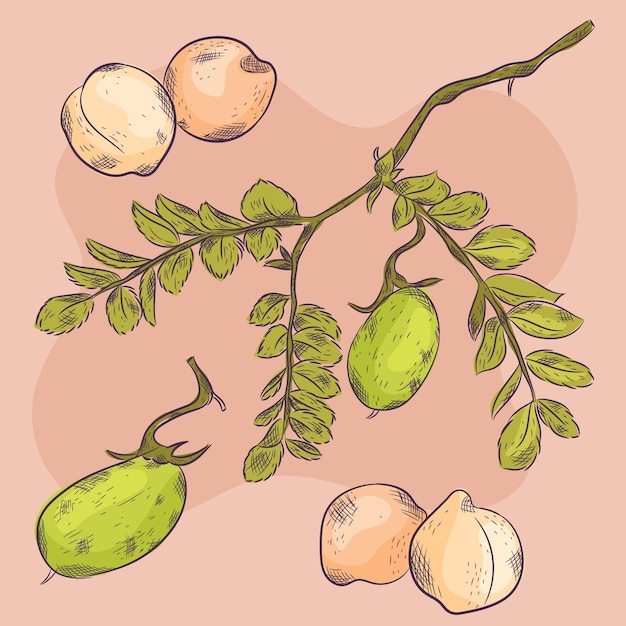 Hand drawn chickpea beans with plant illustration