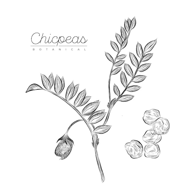 Free vector hand drawn chickpea beans with plant