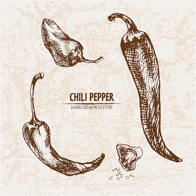Hand drawn chili peper collection