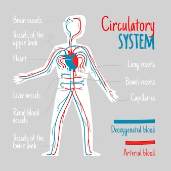Hand drawn circulatory system infographic