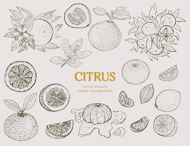 Free vector hand drawn citrus botanical set