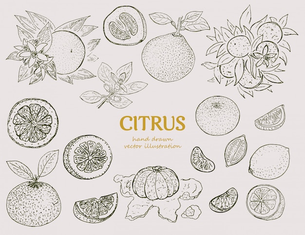 Hand drawn citrus botanical set