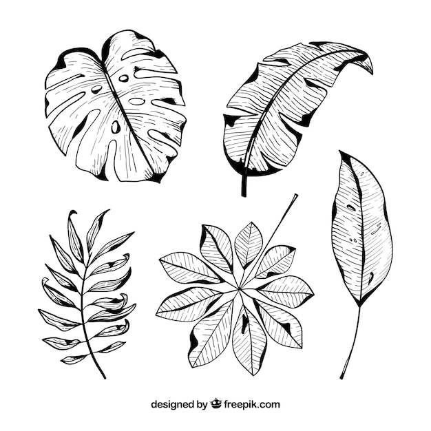 Hand drawn classic tropical leaf collection