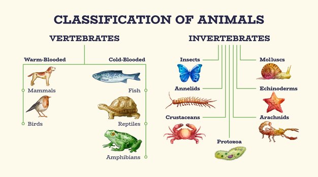 Рисованная классификация животных инфографика