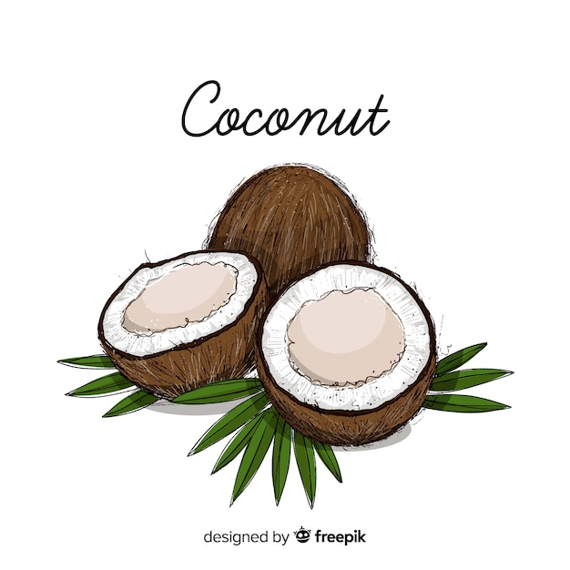 手描きのココナッツの図