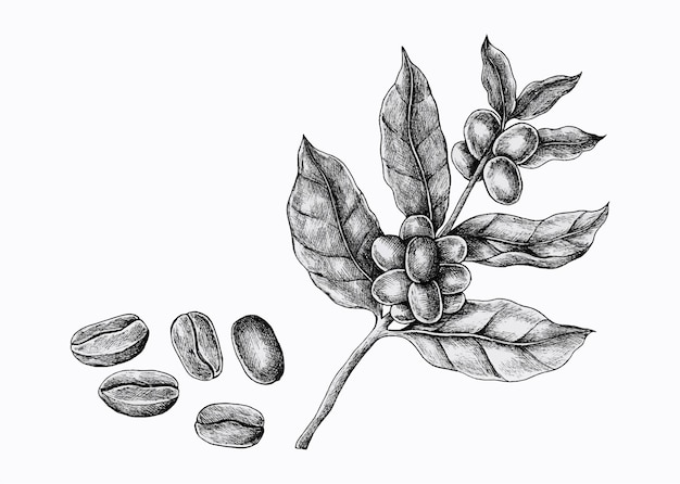 Free vector hand-drawn coffee plant with beans.