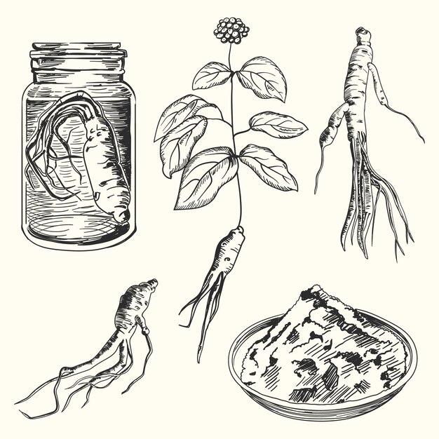 Hand drawn collection of ginseng plant
