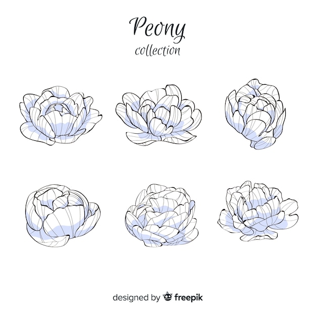 Hand drawn collection of peony flowers