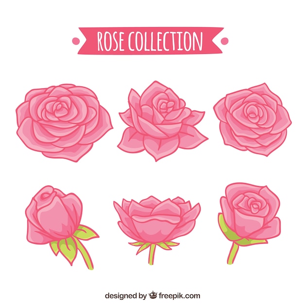 Hand-drawn collection of six roses