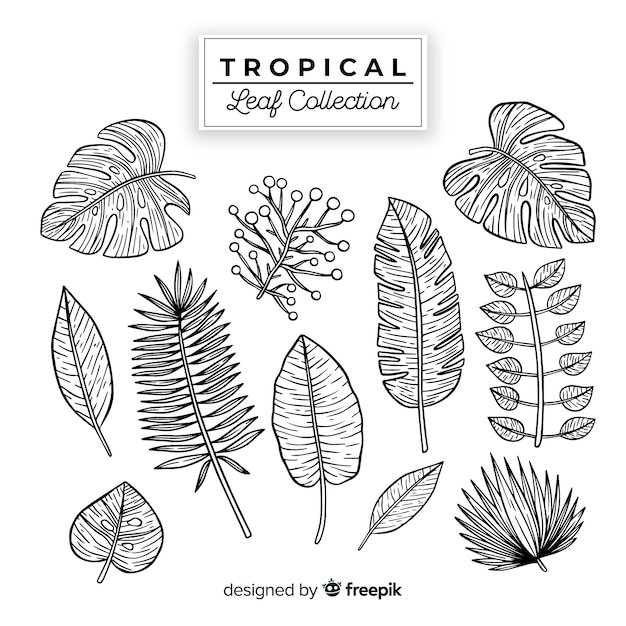 Ручная коллекция тропических листьев