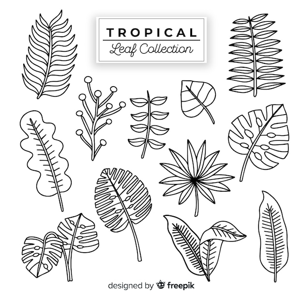 熱帯の葉の手描きのコレクション