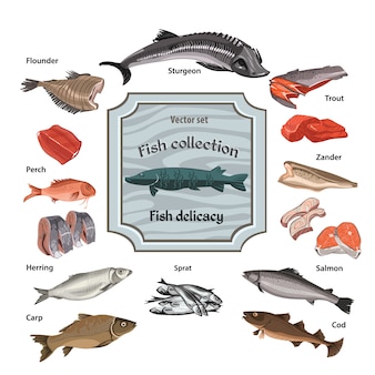 Hand drawn colored seafood collection
