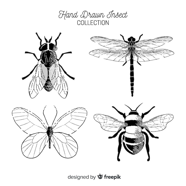 Hand drawn colorless bug collection