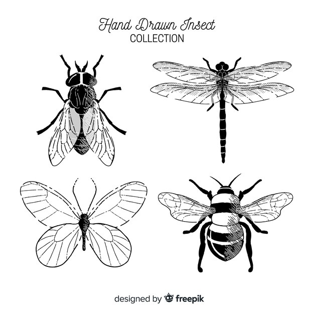 Hand drawn colorless bug collection