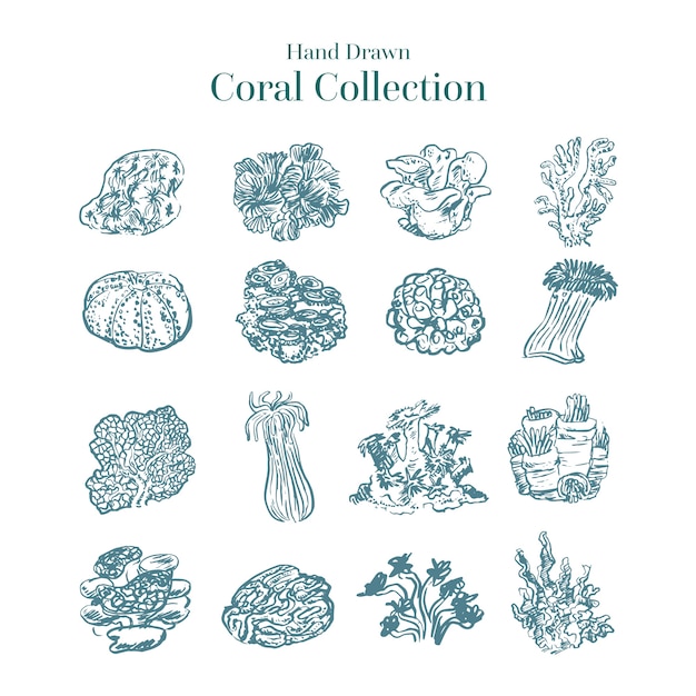Hand drawn colorless coral collection