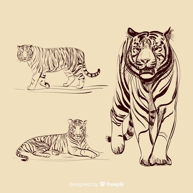 Hand drawn colorless tiger collection