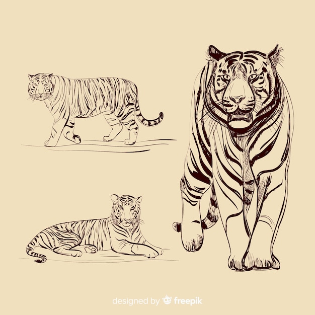 Коллекция рисованной бесцветный тигр
