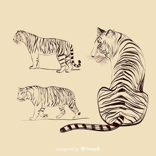 Vettore gratuito collezione tigre incolore disegnati a mano