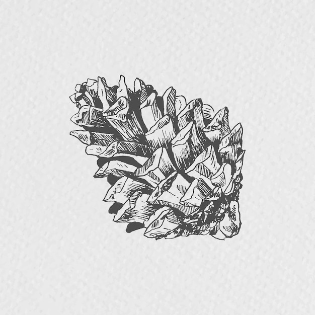 Hand drawn conifer cone element