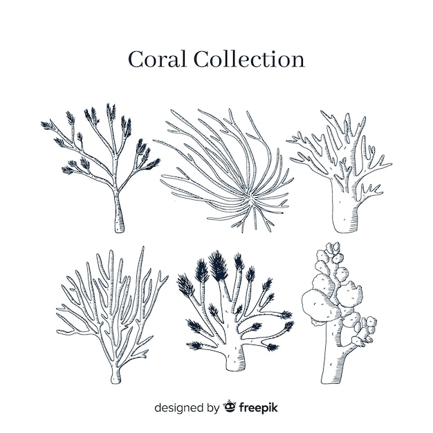 Hand drawn coral collection