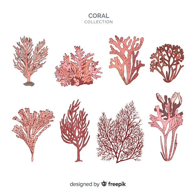 Hand drawn coral collection