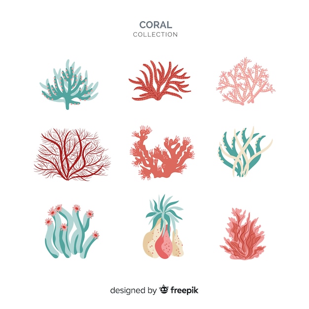 hand drawn coral collection