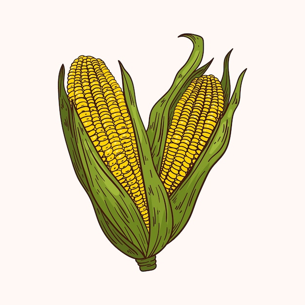 Free vector hand drawn corn on the cob drawing illustration