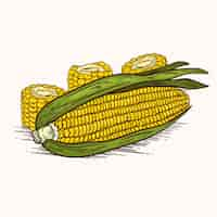 Free vector hand drawn corn on the cob drawing illustration