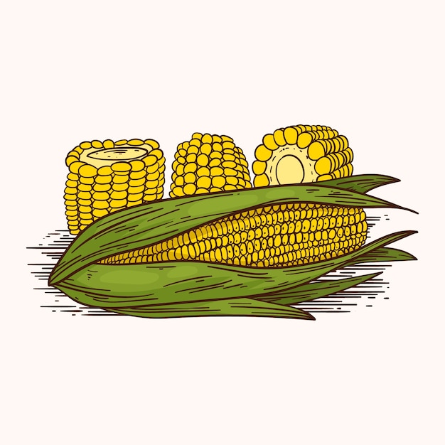 Free vector hand drawn corn on the cob drawing illustration