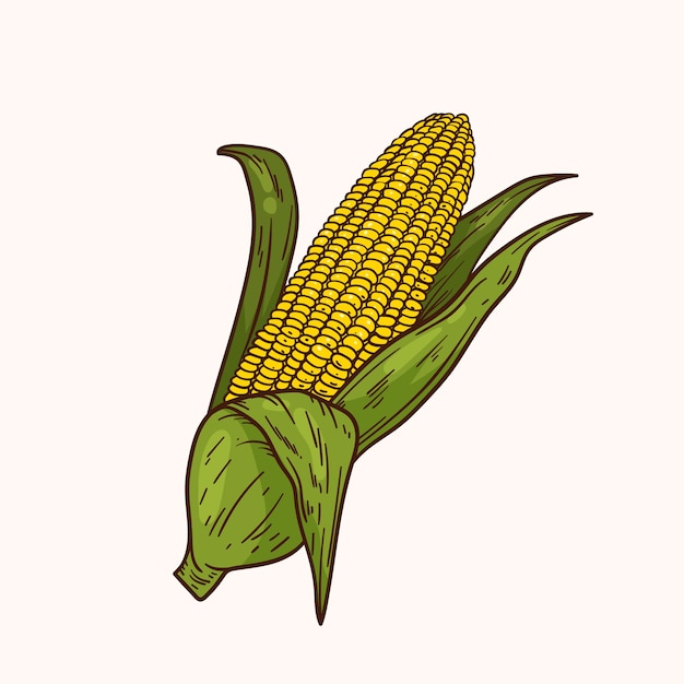 Free Vector hand drawn corn on the cob drawing illustration