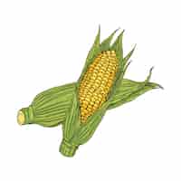 Vettore gratuito illustrazione disegnata a mano del mais sulla spina