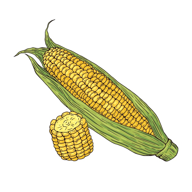 Free vector hand drawn corn on the cob drawing illustration