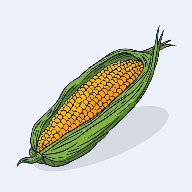 Free vector hand drawn corn on the cob drawing illustration