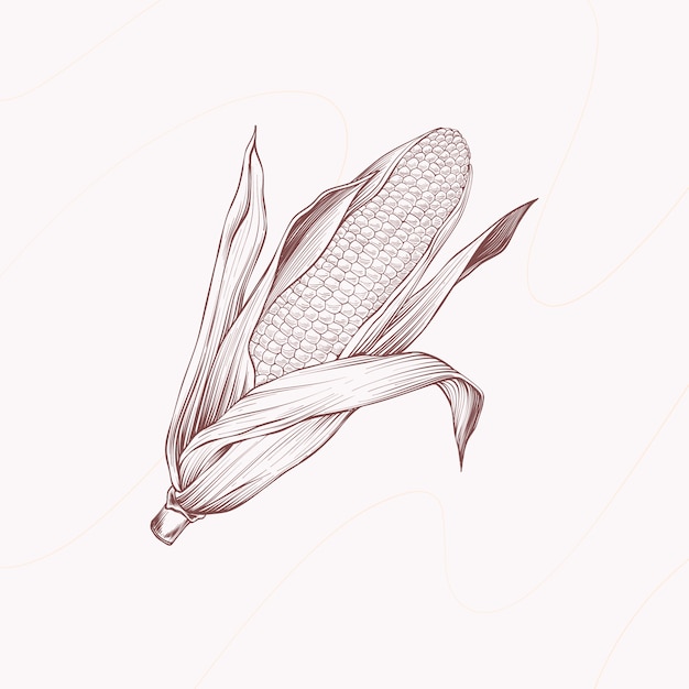 Hand drawn corn on the cob illustration