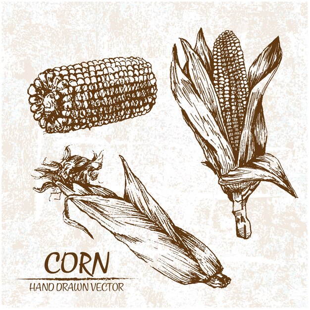 Hand drawn corn design
