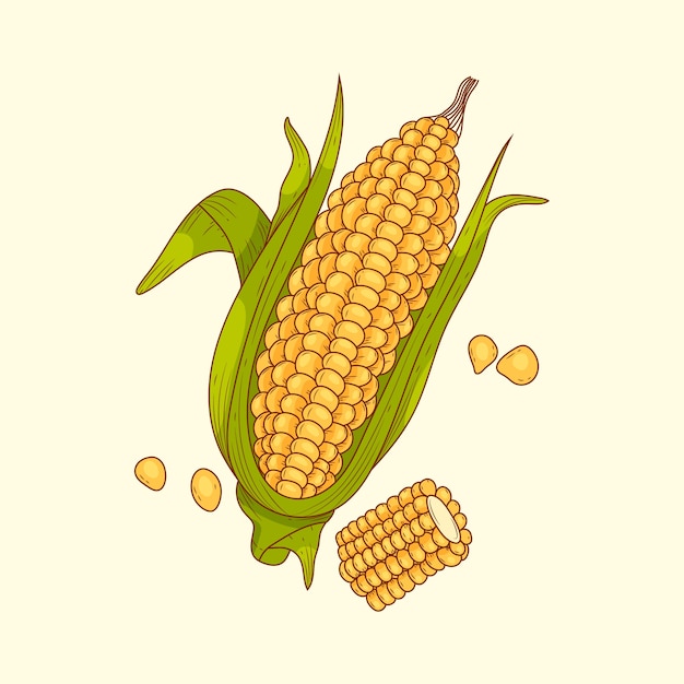 Нарисованная вручную кукуруза на иллюстрации рисунка початка