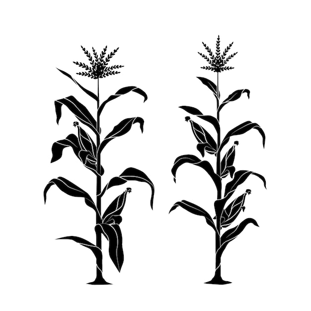 Free vector hand drawn corn silhouette illustration