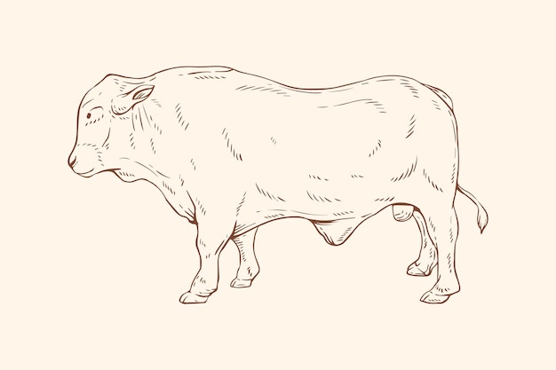 hand drawn cow outline illustration