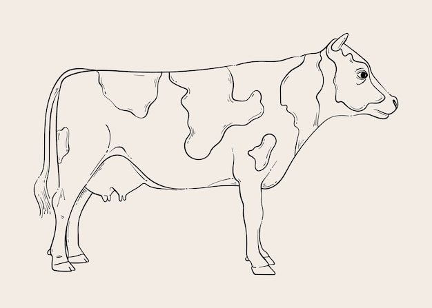 Cow Drawing  Sketches For Kids  Kids Art  Craft